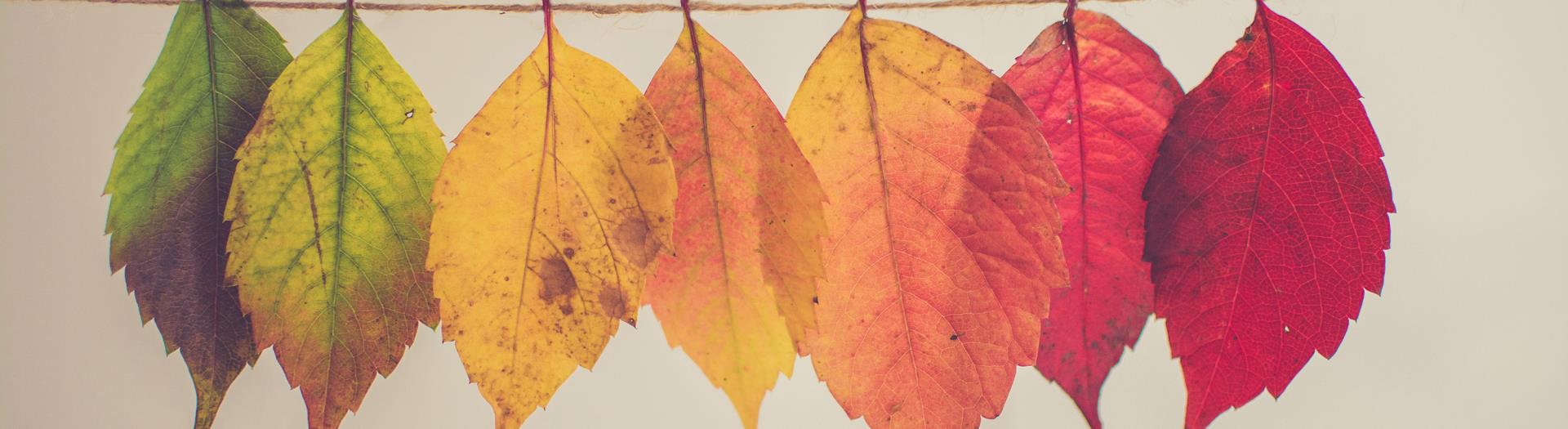 image of series of leaves changing from green to red in color