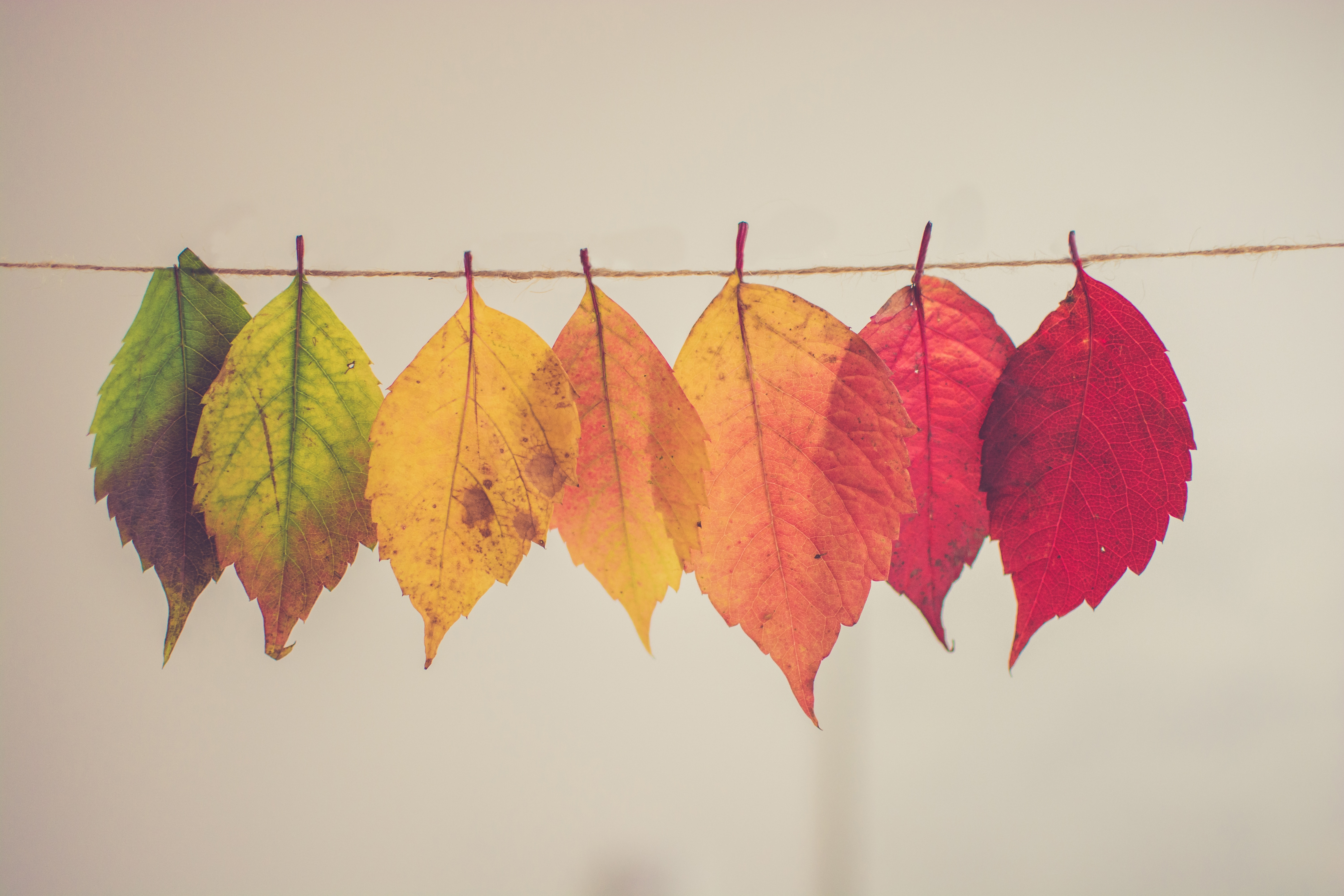 image of leaves changing from green to red